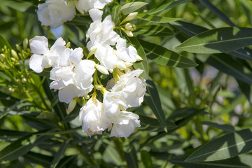 weiße blüten