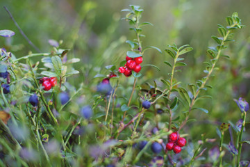 Wild cowberry and blueberry bushes with berries growing in the forest