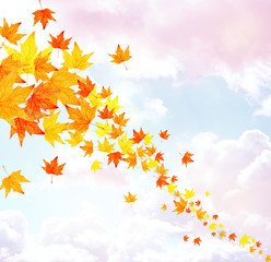 Fototapeta na wymiar Autumn falling leaves on blue sky background