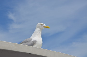 Segull in charge