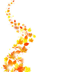 Autumn falling leaves isolated on white