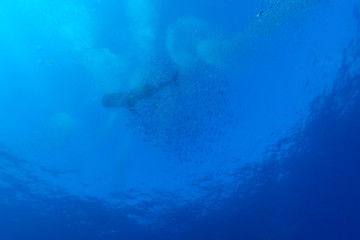 Whale shark with school of fishes, Cayo Largo
