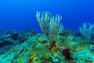 Naklejka na ściany i meble Underwater background with soft and hard corals, Cayo Largo