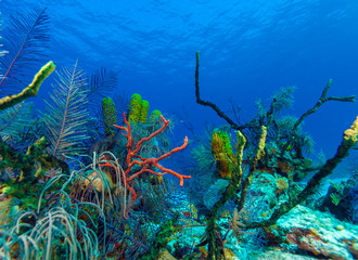 Fototapeta na wymiar Underwater background with soft and hard corals, Cayo Largo