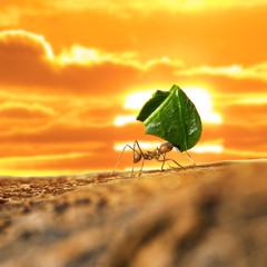 Leaf-cutter ant carrying leaf piece on tree log - obrazy, fototapety, plakaty