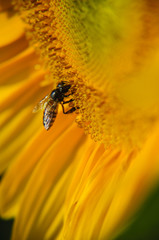 Sunflower and bee closeup background and texture

