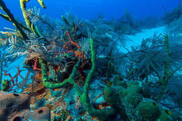 Fototapeta premium Sandy bottom of Caribbean sea with corals and fishes