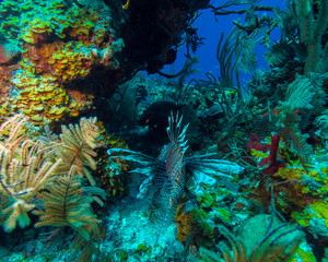 Lionfish (Pterois) near coral,s Cayo Largo, Cuba