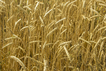 Field of wheat