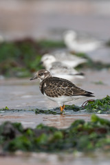 Ruddy Turnstone, Turnstone , Arenaria interpres