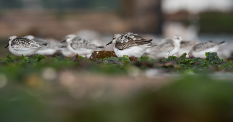 Sanderling, Calidris alba