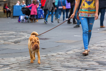 woman walking with a shar pei dog