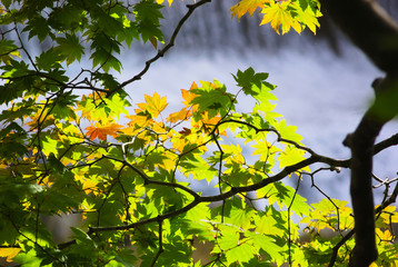 Obraz premium 色づき始めた渓流のモミジ