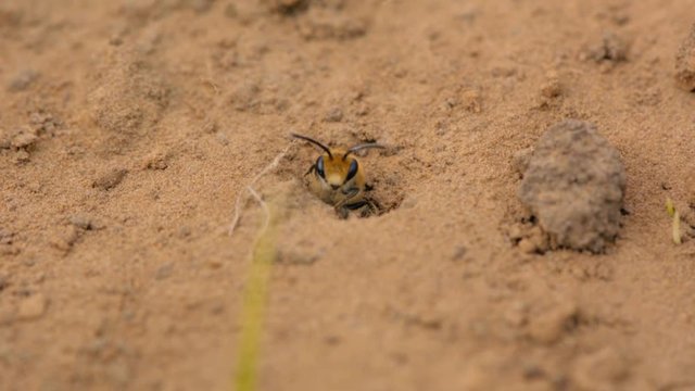 Ivy bees (Colletes hederae) in and around burrows. Freshly emerged bees mating on bare ground with tunnels, females releasing pheromones