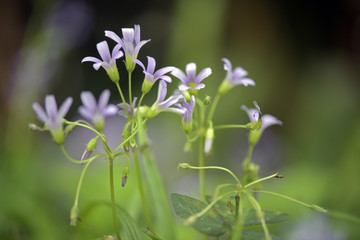 Close-up of woodsorrel flower