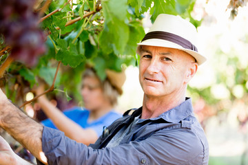Man in vineyard