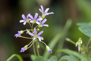 Close-up of woodsorrel flower