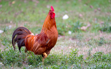 Colourful Rhode Island Red rooster.  Big male chicken with flamboyant redish tones.   colourful big bird on a hobby farm in Ontario, Canada.