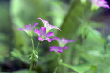 Close-up of pink woodsorrel flower