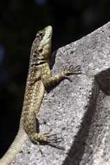 Small lizard Tropidurus oreadicus, very common in Brazil