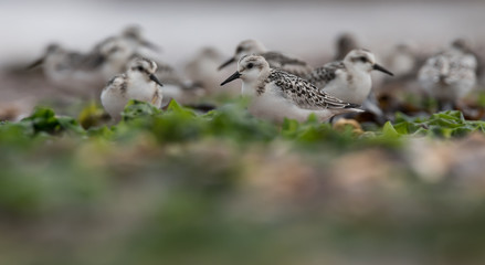 Sanderling, Calidris alba