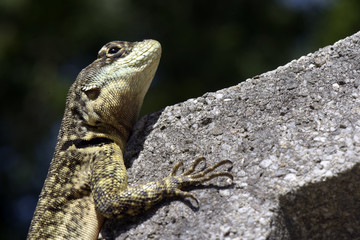 Small lizard Tropidurus oreadicus, very common in Brazil