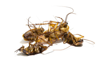 Group,dead cockroaches on white background