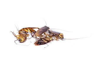 Group,dead cockroaches on white background