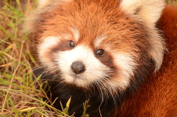 レッサーパンダ