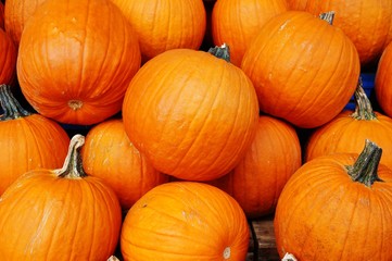 Round orange pumpkins in bulk at the farmers market in the fall