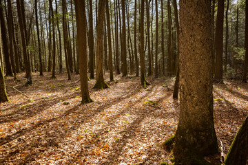 Ricketts Glen Forest Floor