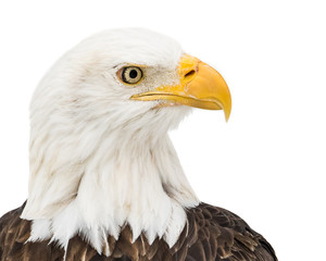 Bald Eagle in Snow III