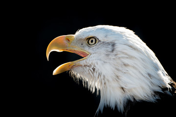 Bald Eagle VIII