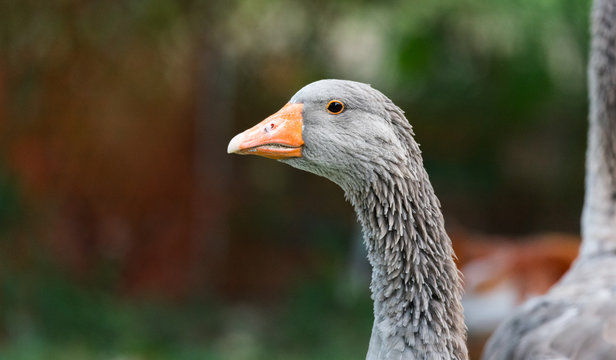 Close up view of Greylag goose's face, featuring serrated mandible, not teeth, though they look like small teeth, the sawtooth pattern helps the goose grab on to its food. 