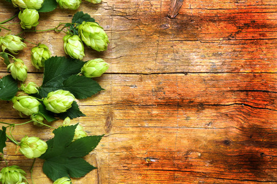 Humulus lupulus Hops Chmel ot&aacute;čiv&yacute; Hoa bia Luppolo Common 蛇麻 hop Almindelig Humle Houblon Echter Hopfen جنجل شائع L&uacute;pulo Գայլուկ սովորական 홉 Chmiel zwyczajny Hamei Хмель обыкновенный साधारण राज़क