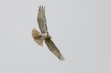 Fototapeta premium Red-tailed Hawk on Gray Background