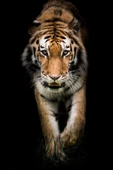 Deurstickers Amur Tiger On the Prowl II © Abeselom Zerit