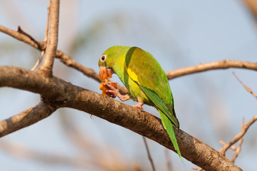 Parakeet bird eating some Coquinhos de Jerivá fruits on a brach of a tree. The bird is holding the fruit with a paw. Beautiful green bird.