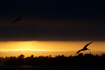 Pelican Nighthawk