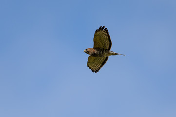 Obraz premium Broad-winged Hawk on Clean Blue Sky Background