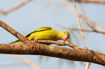 Parakeet bird leaning on tree branch with treacle beak after eating some fruit. Green bird with vivid feathers.