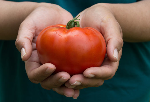 Two Hands Holding a Large Ripe Tomato