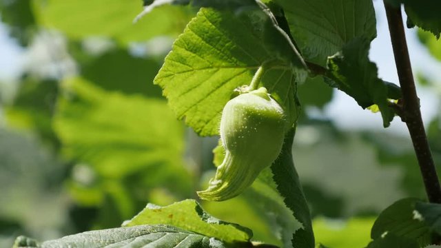 Young hazelnut organic fruit and leaves on the tree close-up 4K 2160p 30fps UltraHD footage - Ripe green Corylus avellana cobnut fresh food plant 3840X2160 UHD video 