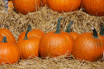pumpkin harvest in autumn season