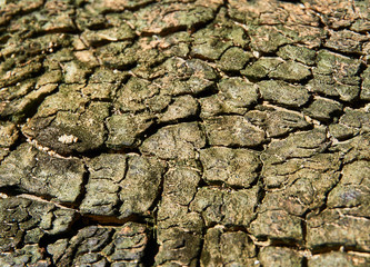 Detail of cracked bark background.