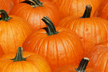 pumpkin background