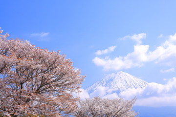 桜と富士山