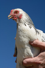 Bantam light brahma chicken against blue sky