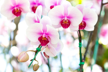 Naklejka na ściany i meble White phalaenopsis orchid flower