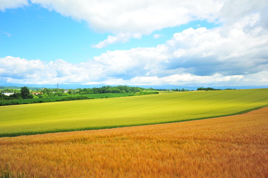 Yellow Wheat Fields in Biei, Hokkaido, Japan